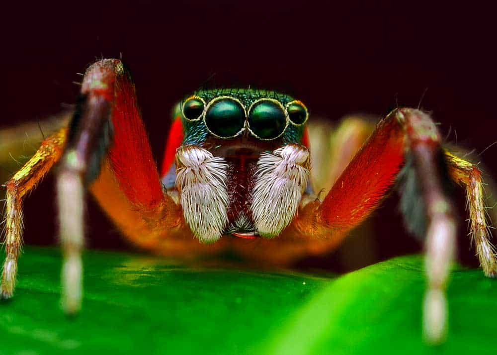 Do Only Spiders Have 8 Legs? 11 Types of 8-Legged Animals (Complete Guide)  🪰 The Buginator
