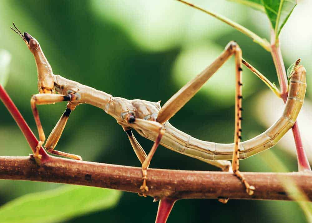 6 Legged Insects (ID Guide) 12 Examples, Photos 🪰 The Buginator
