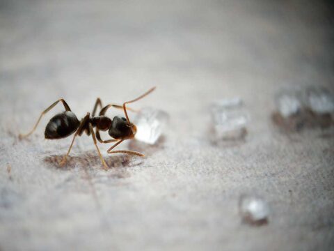 sugar ants