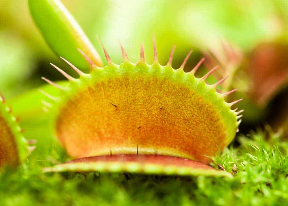 venus flytrap eats mosquitoes