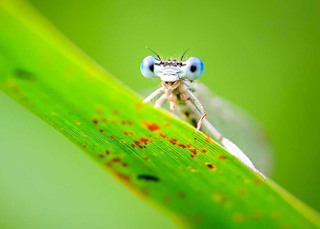 What Eats Mosquitoes? 15 Predators (Insects, Plants, Birds) 🪰 The Buginator