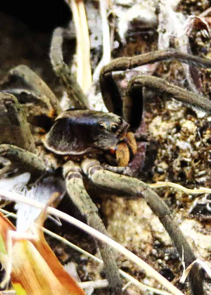wolf spider appearance