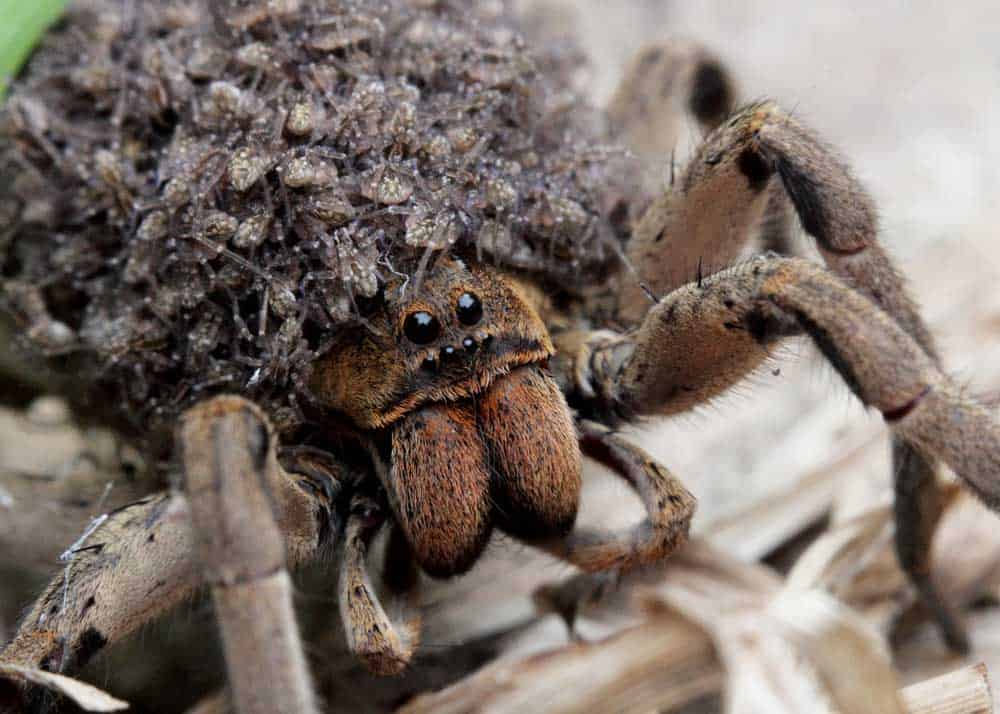 wolf spider brown recluse mating