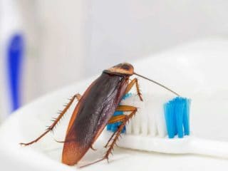 i saw one cockroach should i be worried