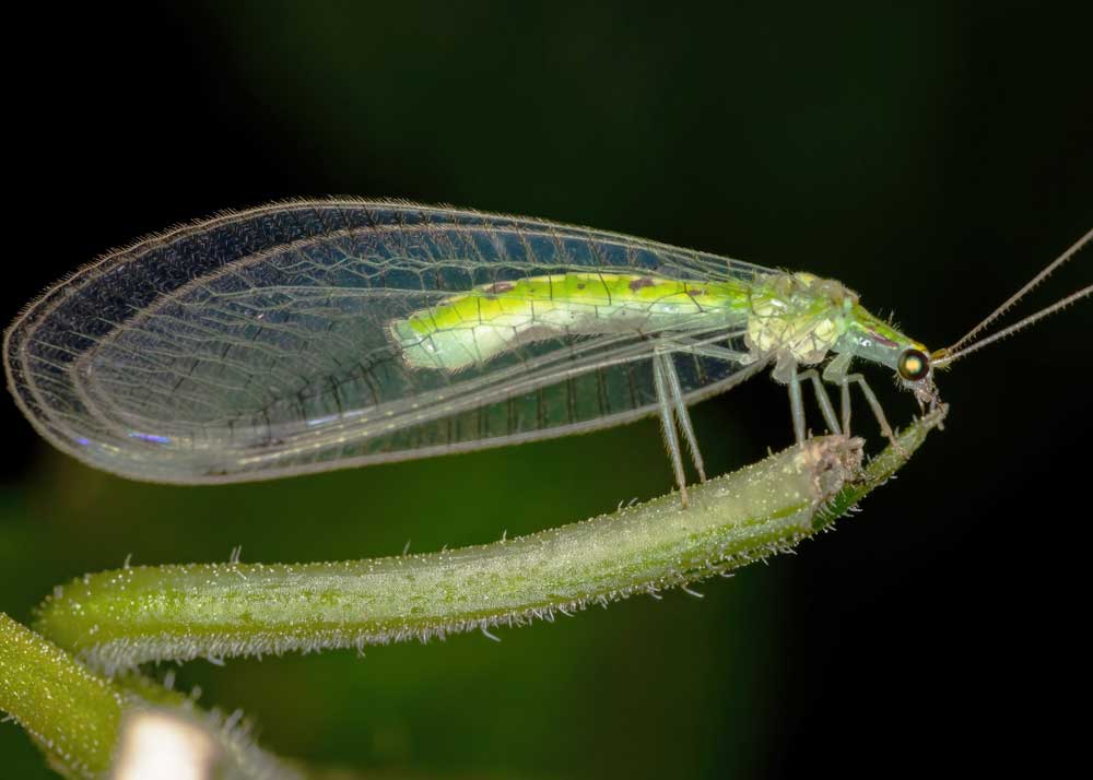 green lacewings predator