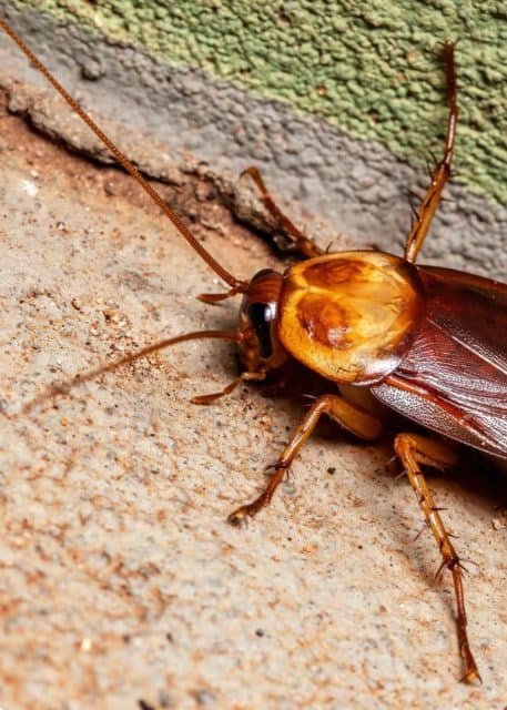 How to Get Rid of Palmetto Bugs (3 Types) 8 Ways to Kill Large Roaches ...
