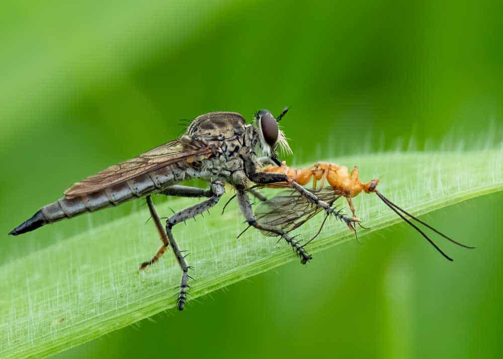 robberfly feeding on insect