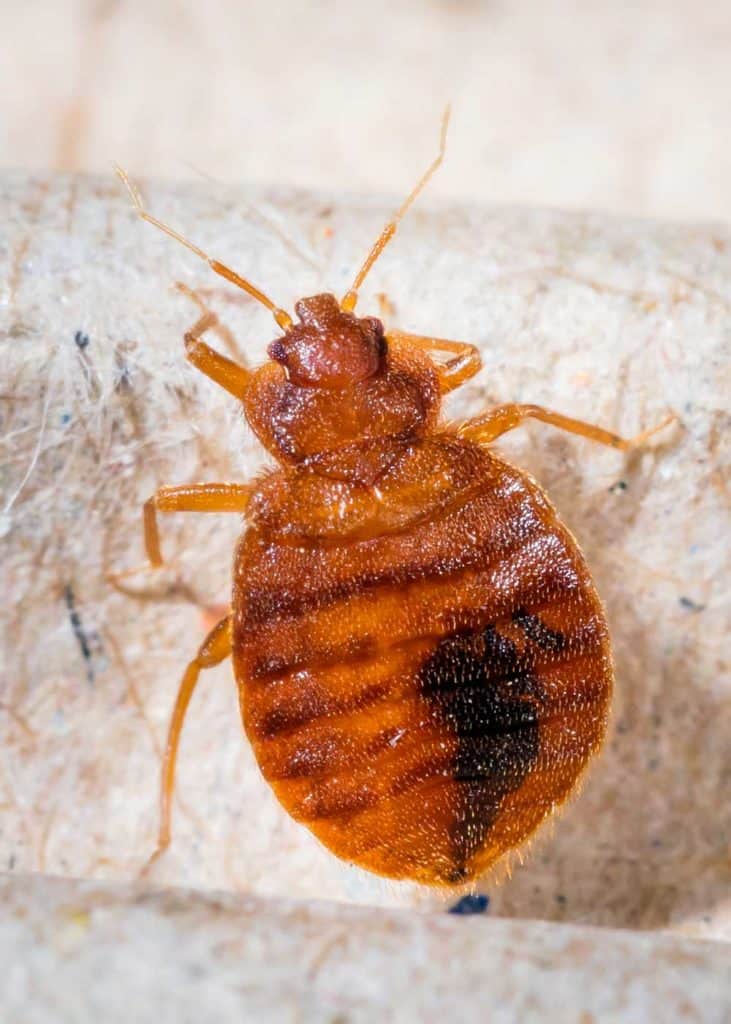 where do bed bugs hide during the day