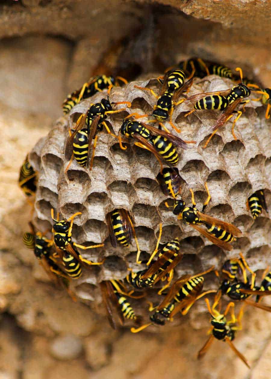 6 Types Of Wasp Nests Identification Photos 6 Things To Know The