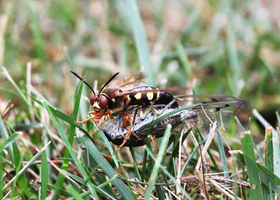 ground hornet cicada killer