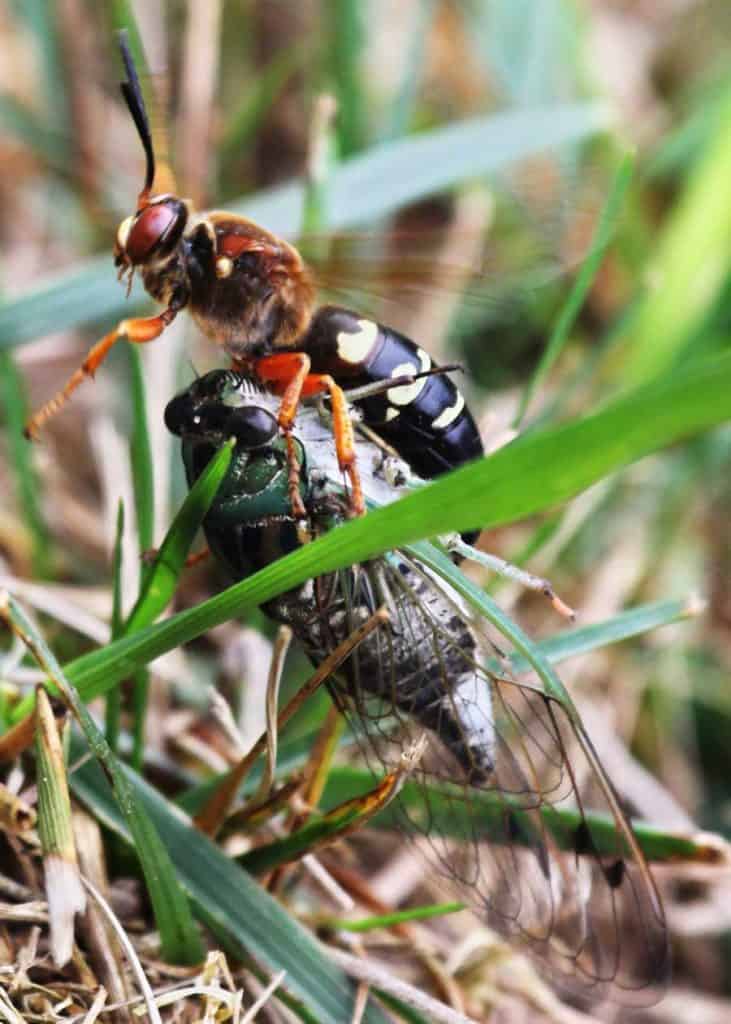 ground hornet with cicada