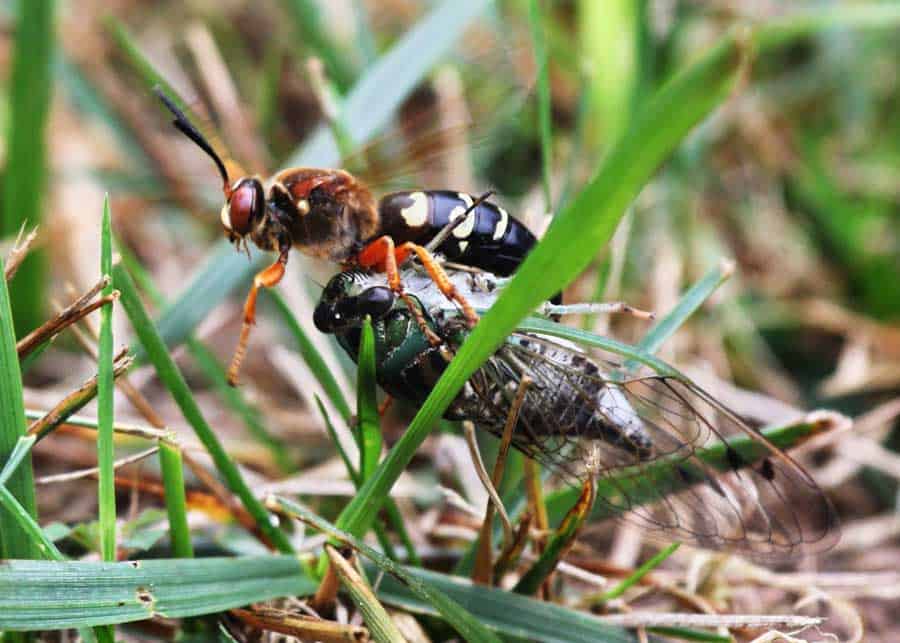 ground hornets
