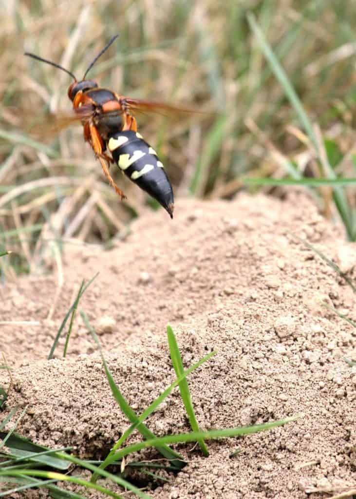 hornets that live in ground