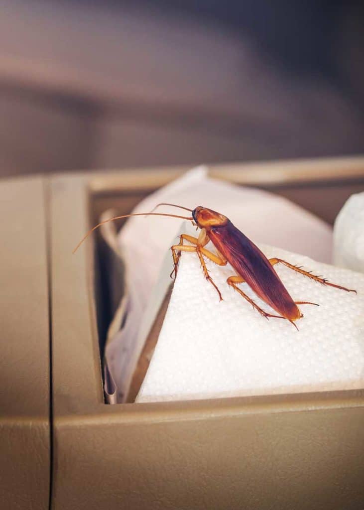how to get rid of roaches in car