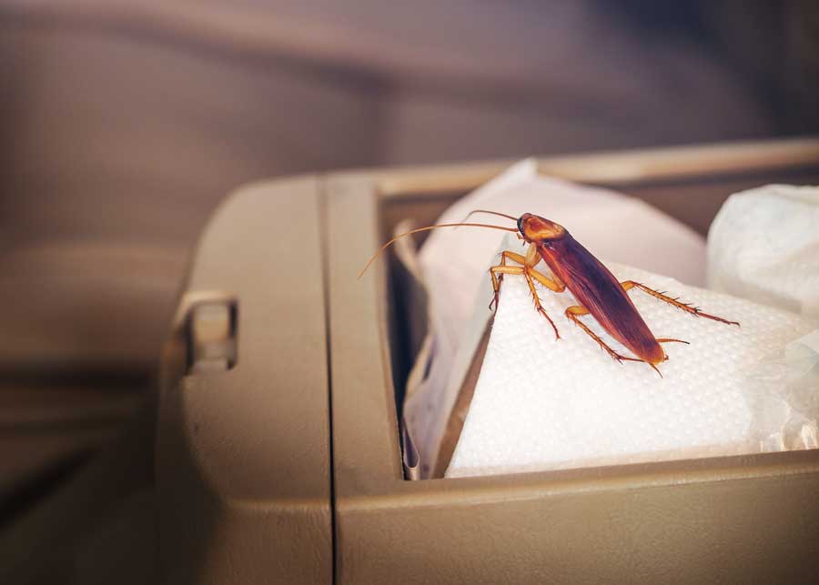 how to get roaches out of car