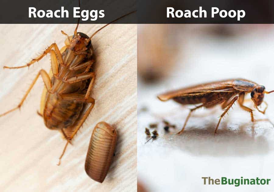 roach eggs vs poop
