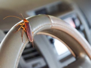 roach in car