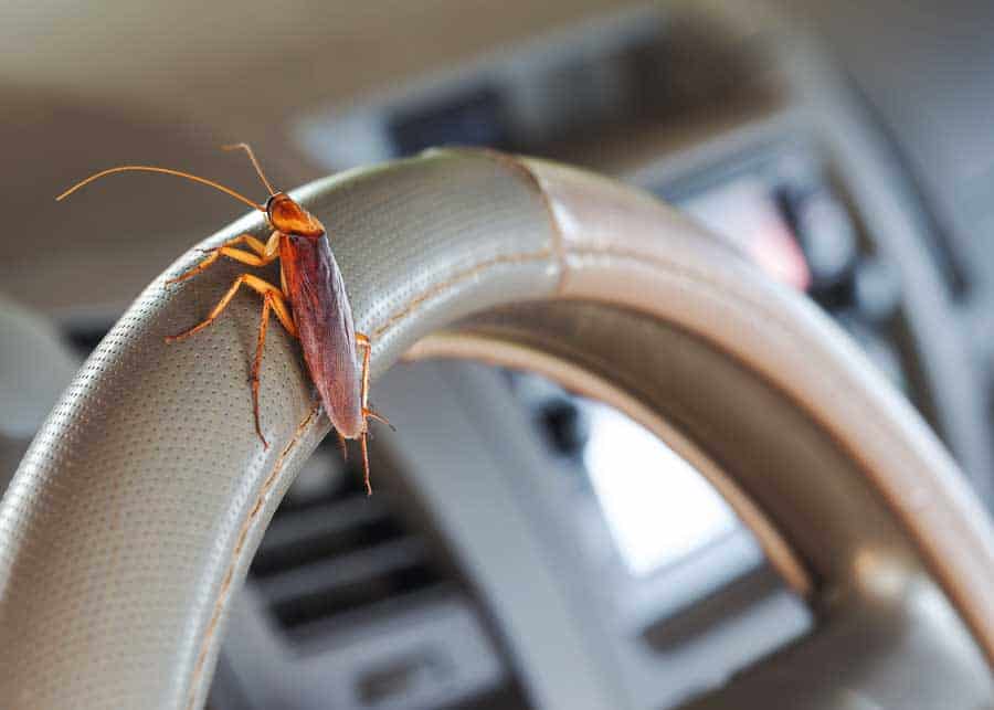 Roaches in Your Car? 7 Ways to Get Rid of Them (Prevent, Identify)