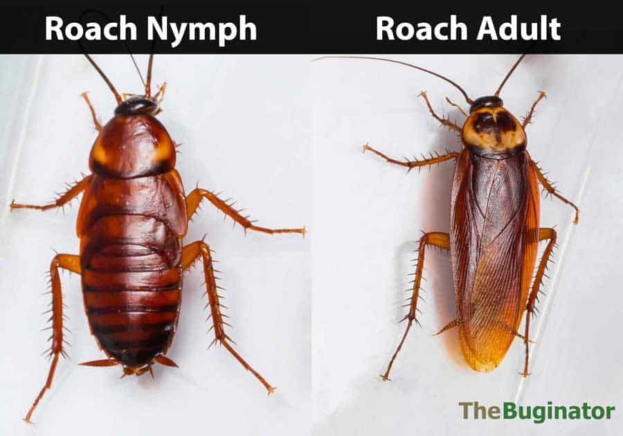 roach nymph vs adult roach