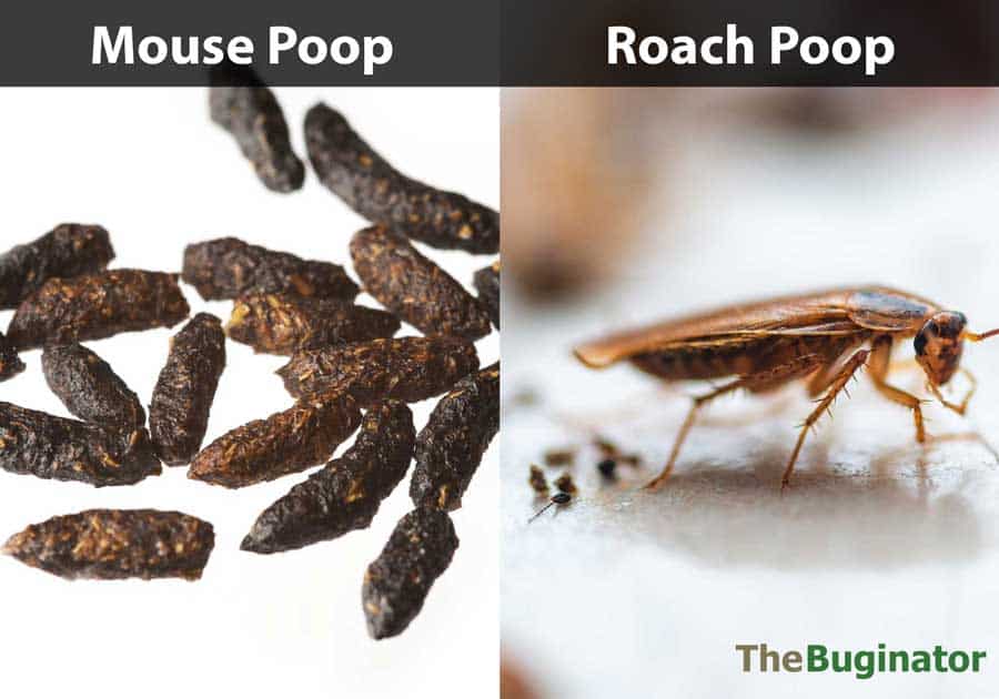 roach poop vs mouse poop