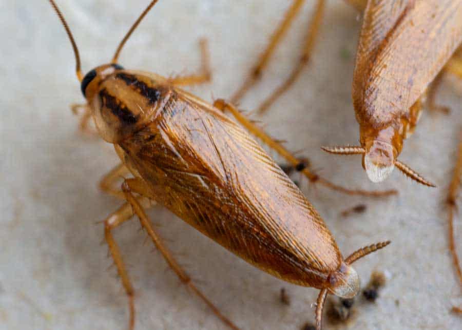 what does cockroach poop look like