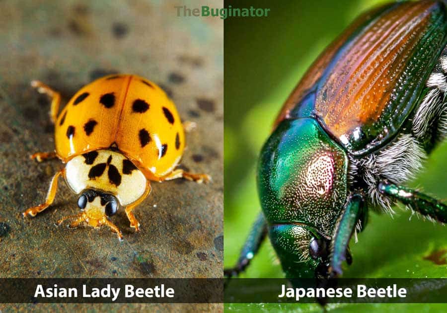 Asian Lady Beetle vs Japanese Beetle