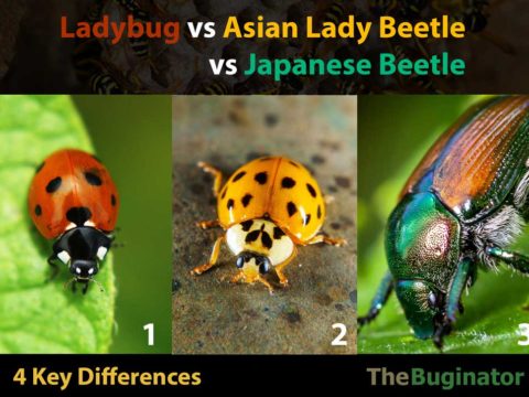 Asian Lady Beetle vs ladybug