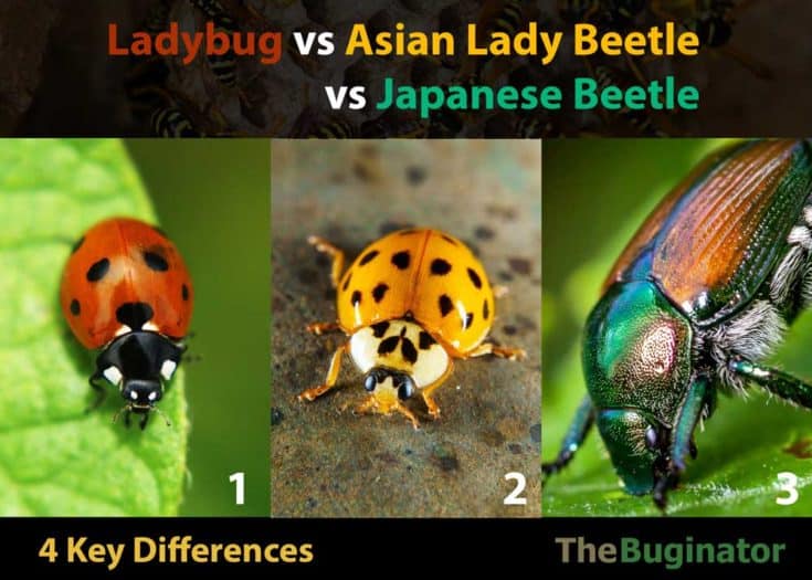 Ladybug Vs Asian Lady Beetle Vs Japanese Beetle 4 Differences The Buginator