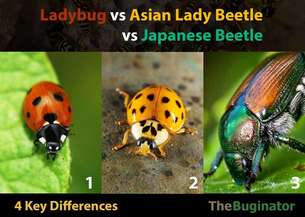 Ladybug vs Asian Lady Beetle vs Japanese Beetle 4 Differences » The