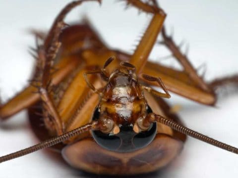 how long do cockroaches live