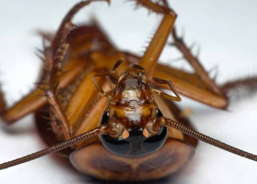 how long do cockroaches live