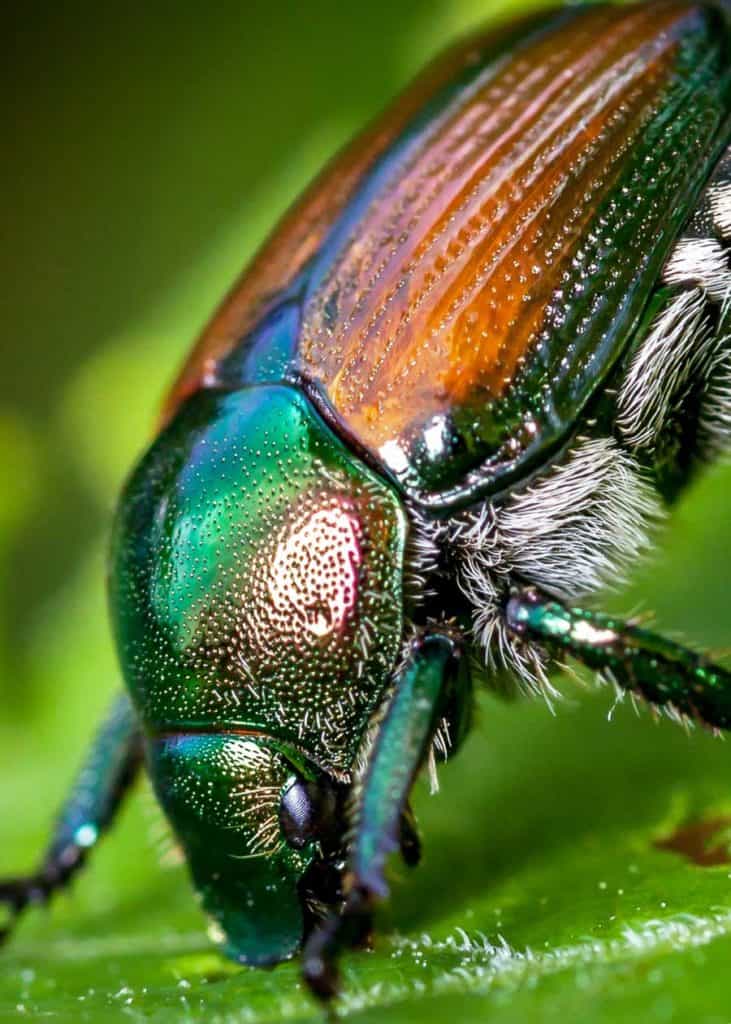Japanese beetle Popillia japonica