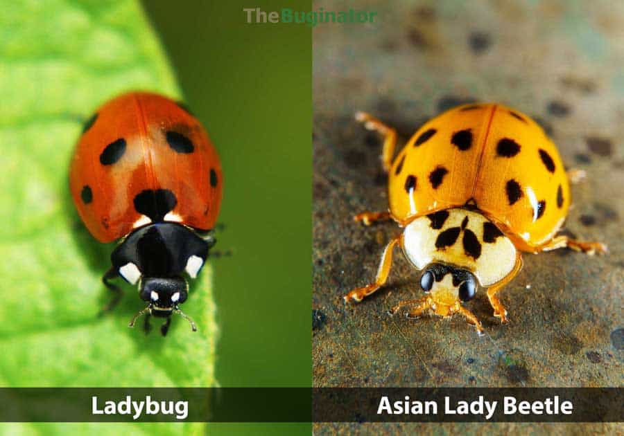 Ladybug vs Asian Lady Beetle
