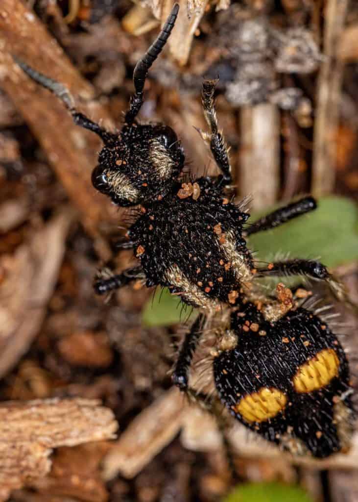 Velvet Ants Cannibalistic Wasp