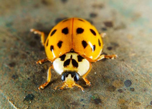 Ladybug vs Asian Lady Beetle vs Japanese Beetle: 4 Differences » The ...