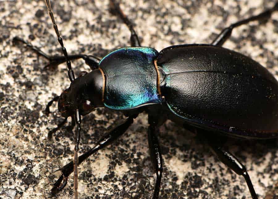 beetle that looks like a roach