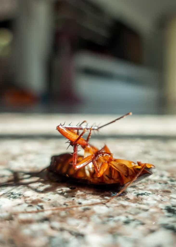 can cockroaches live without their heads
