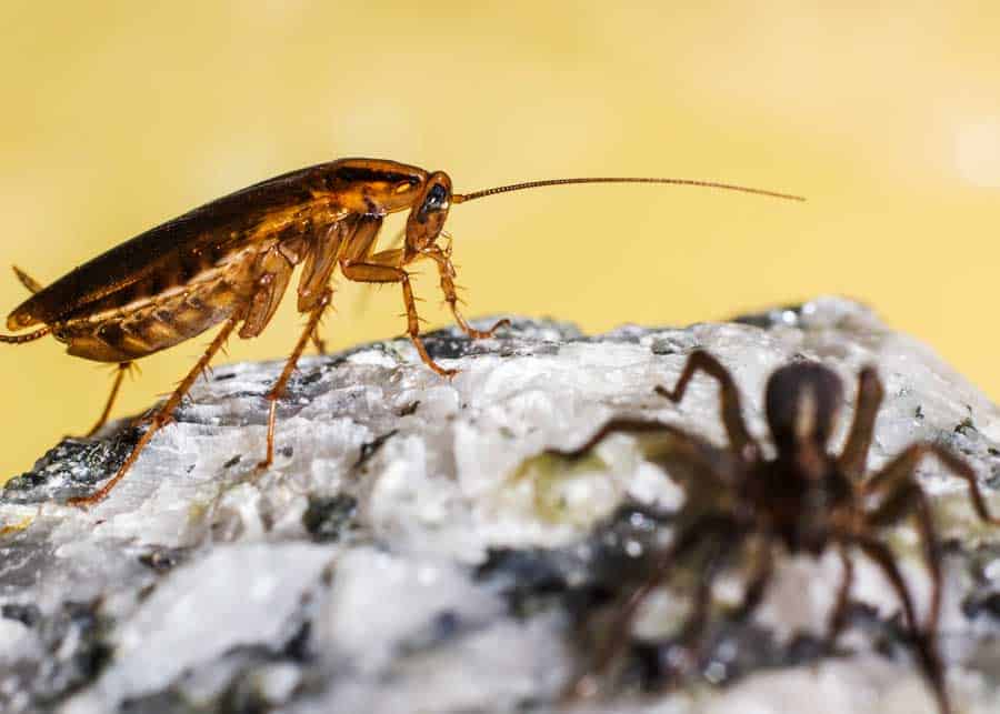 	 can cockroaches survive a nuke