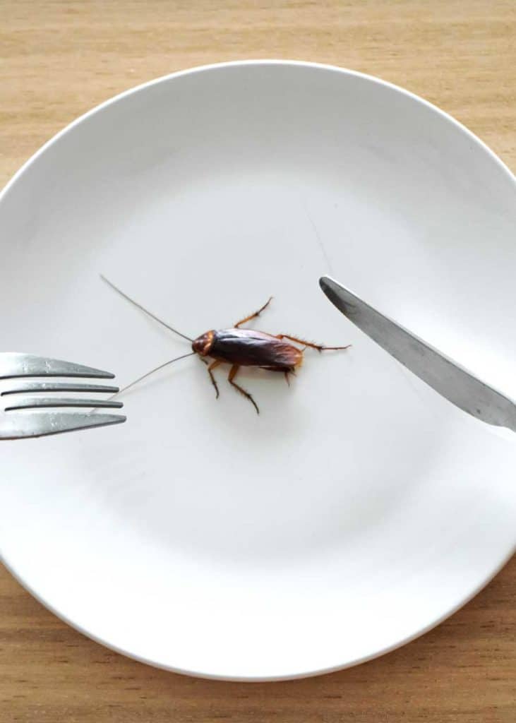 can you eat roaches