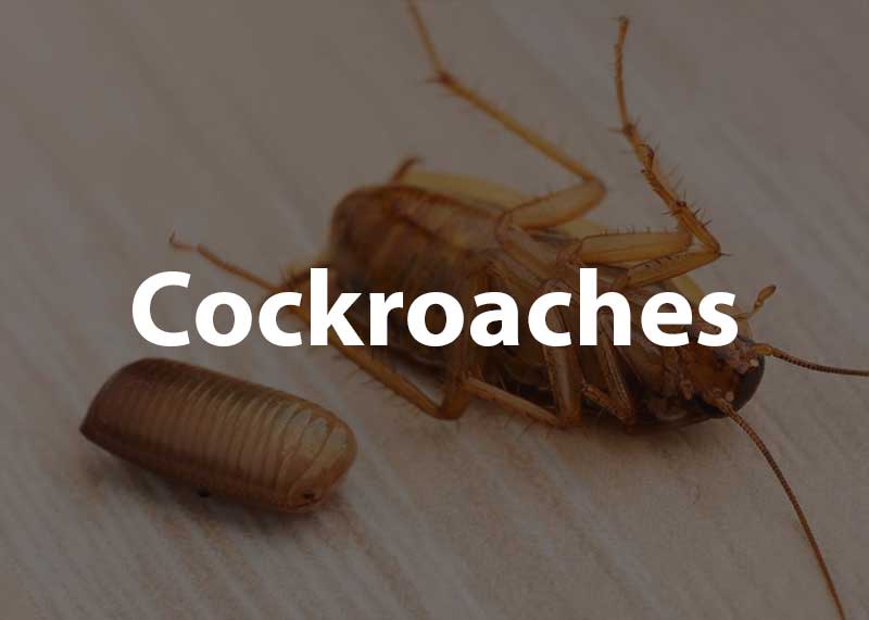Where Do Cockroaches Come From?  A Detailed Guide