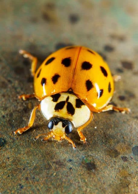 Ladybug vs Asian Lady Beetle vs Japanese Beetle: 4 Differences 🪰 The ...