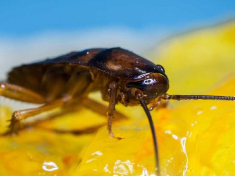 how long can a cockroach live without food