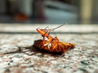 how long can a cockroach live without its head