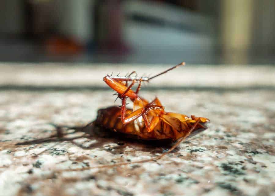 how long can a cockroach live without its head