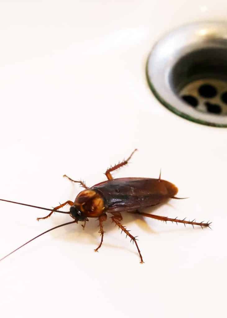how long can roaches live without water