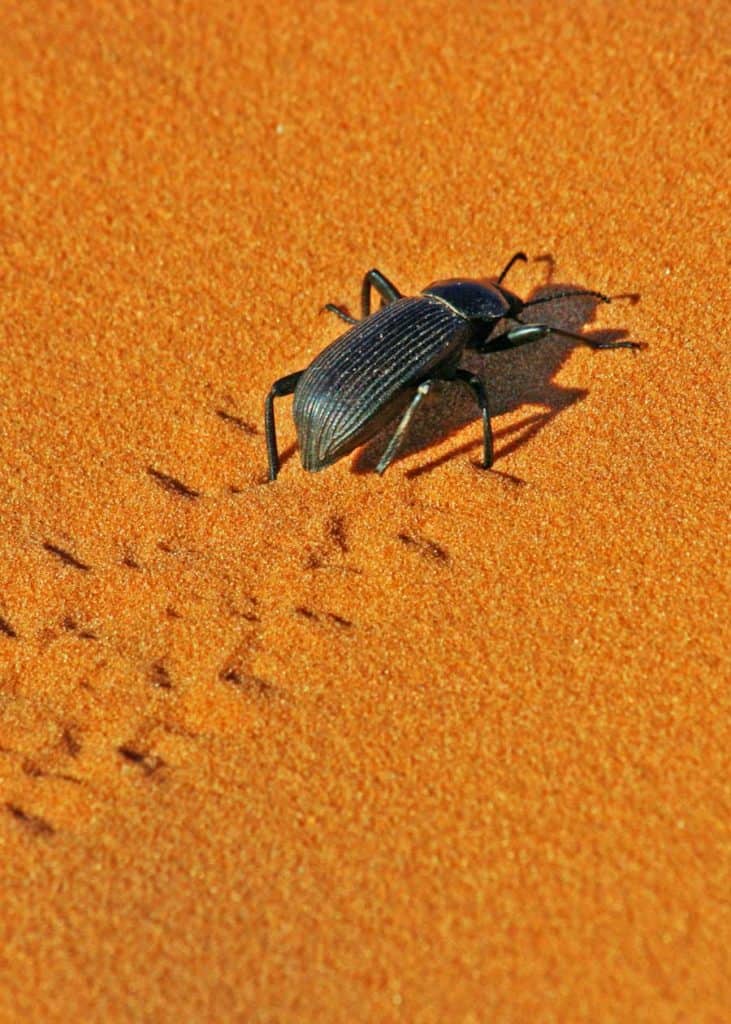 palo verde beetle looks like cockroach