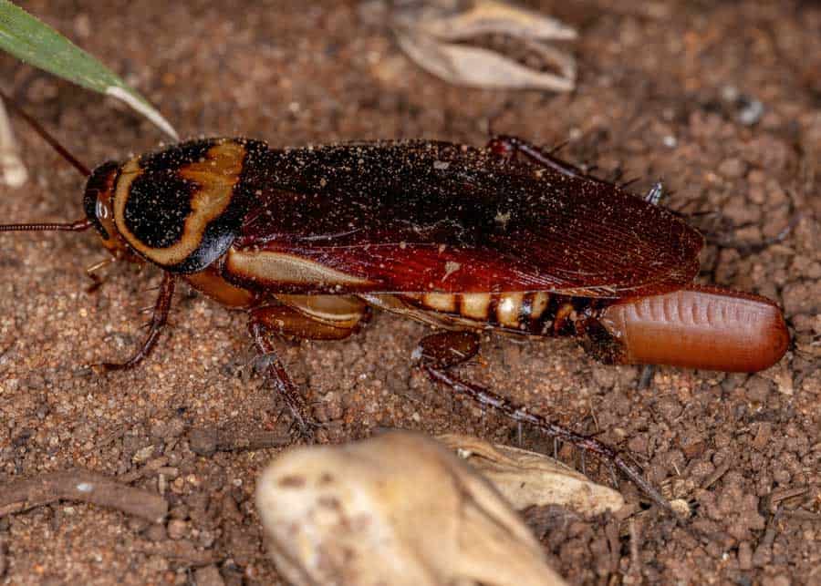 roaches laying eggs