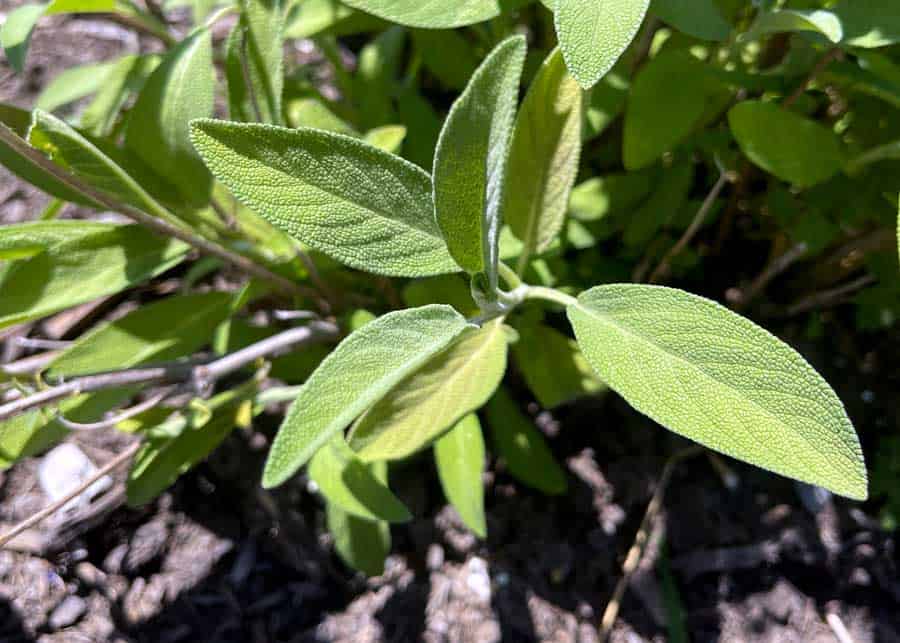 sage oil to repel wasps