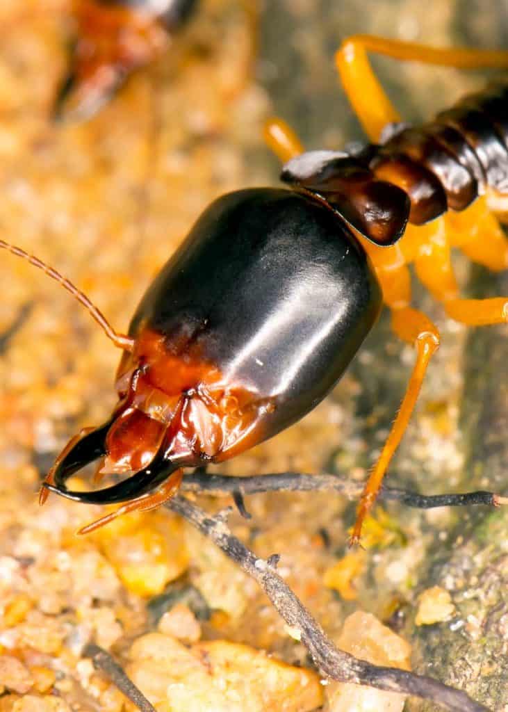 termites look like cockroaches