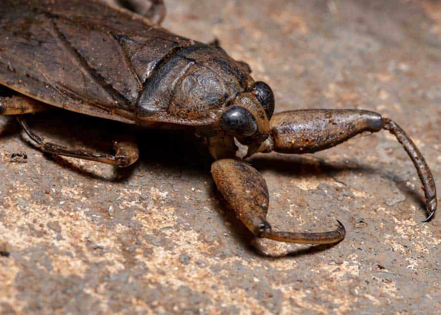 water bugs that look like cockroaches